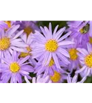 Garten-Sommer-Aster - Aster amellus 'Danzig'