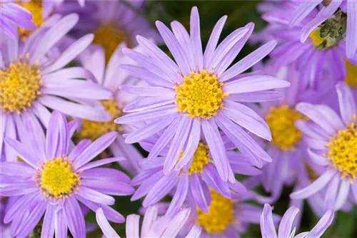 Garten-Sommer-Aster - Aster amellus 'Danzig'