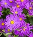 Garten-Sommer-Aster - Aster amellus 'Veilchenkönigin'