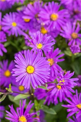 Garten-Sommer-Aster - Aster amellus 'Veilchenkönigin'