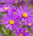 Garten-Sommer-Aster - Aster amellus 'Veilchenkönigin'