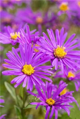 Garten-Sommer-Aster - Aster amellus 'Veilchenkönigin'