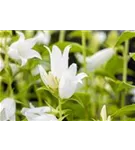 Breitblättrige Garten-Glockenblume - Campanula latifolia var.macrantha 'Alba'