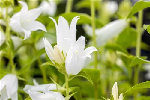 Breitblättrige Garten-Glockenblume - Campanula latifolia var.macrantha 'Alba'