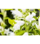 Breitblättrige Garten-Glockenblume - Campanula latifolia var.macrantha 'Alba'