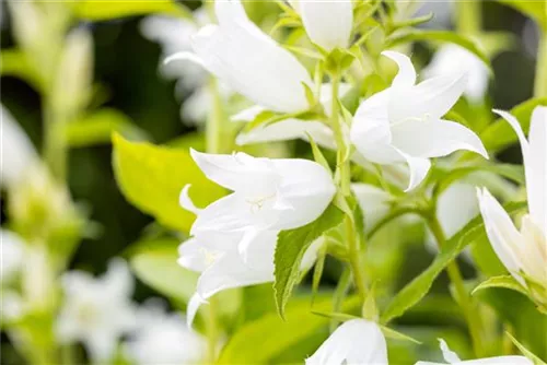 Breitblättrige Garten-Glockenblume - Campanula latifolia var.macrantha 'Alba'