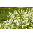 Breitblättrige Garten-Glockenblume - Campanula latifolia var.macrantha 'Alba'