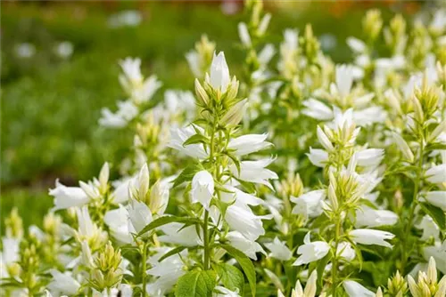 Breitblättrige Garten-Glockenblume - Campanula latifolia var.macrantha 'Alba'