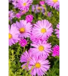 Garten-Kissen-Aster - Aster dumosus 'Herbstgruß v.Bresserhof'