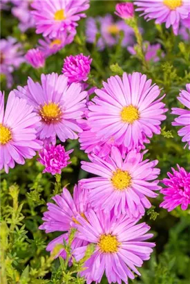 Garten-Kissen-Aster - Aster dumosus 'Herbstgruß v.Bresserhof'