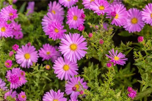 Garten-Kissen-Aster - Aster dumosus 'Herbstgruß v.Bresserhof'