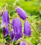 Großblütige Garten-Glockenblume - Campanula punctata 'Sarastro'