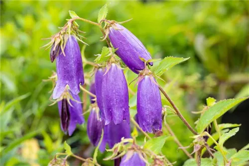 Großblütige Garten-Glockenblume - Campanula punctata 'Sarastro'