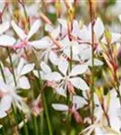 Garten-Prachtkerze - Gaura lindheimerii 'Whirling Butterflies'