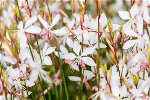 Garten-Prachtkerze - Gaura lindheimerii 'Whirling Butterflies'