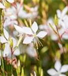 Garten-Prachtkerze - Gaura lindheimerii 'Whirling Butterflies'