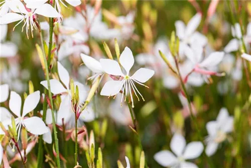 Garten-Prachtkerze - Gaura lindheimerii 'Whirling Butterflies'