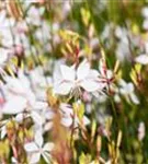 Garten-Prachtkerze - Gaura lindheimerii 'Whirling Butterflies'