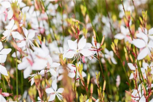 Garten-Prachtkerze - Gaura lindheimerii 'Whirling Butterflies'