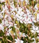 Garten-Prachtkerze - Gaura lindheimerii 'Whirling Butterflies'