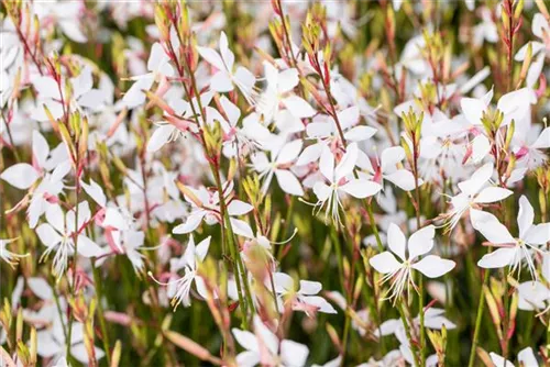 Garten-Prachtkerze - Gaura lindheimerii 'Whirling Butterflies'