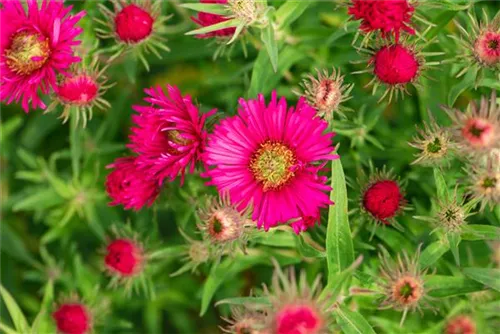 Garten-Raublatt-Aster - Aster novae-angliae 'Alma Pötschke'