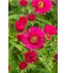 Garten-Raublatt-Aster - Aster novae-angliae 'Alma Pötschke'