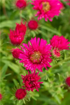 Garten-Raublatt-Aster - Aster novae-angliae 'Alma Pötschke'