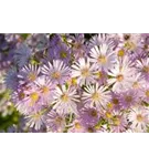 Pringleis Garten-Aster - Aster pringlei 'Pink Star'