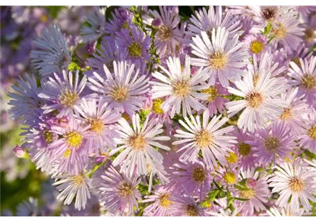 Aster pringlei 'Pink Star' - Pringleis Garten-Aster