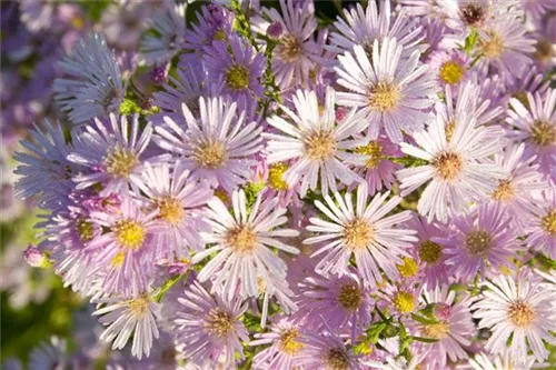 Pringleis Garten-Aster - Aster pringlei 'Pink Star'