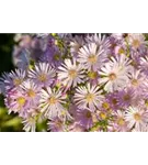 Pringleis Garten-Aster - Aster pringlei 'Pink Star'