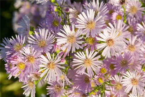 Pringleis Garten-Aster - Aster pringlei 'Pink Star'