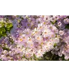 Pringleis Garten-Aster - Aster pringlei 'Pink Star'