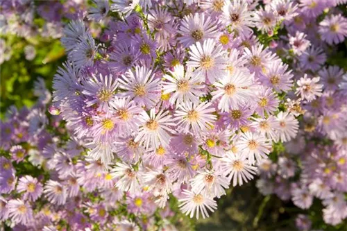 Pringleis Garten-Aster - Aster pringlei 'Pink Star'