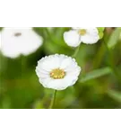 Garten-Bertrams-Garbe - Achillea ptarmica 'The Pearl'