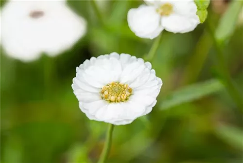 Garten-Bertrams-Garbe - Achillea ptarmica 'The Pearl'