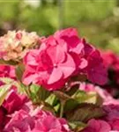 Bauernhortensie 'Masja' - Hydrangea macrophylla 'Masja'