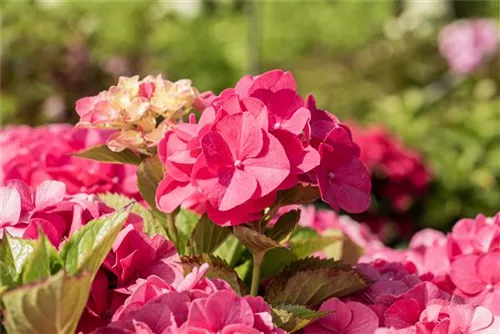 Bauernhortensie 'Masja' - Hydrangea macrophylla 'Masja'