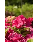 Bauernhortensie 'Masja' - Hydrangea macrophylla 'Masja'