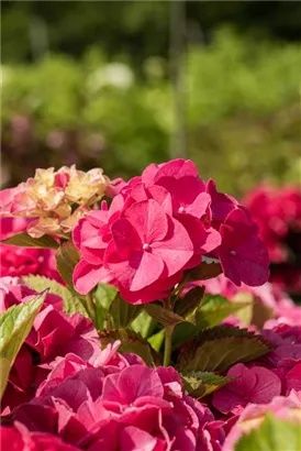 Bauernhortensie 'Masja' - Hydrangea macrophylla 'Masja'