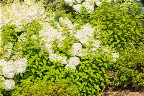 Rispenhortensie 'Bobo' - Hydrangea paniculata 'Bobo'