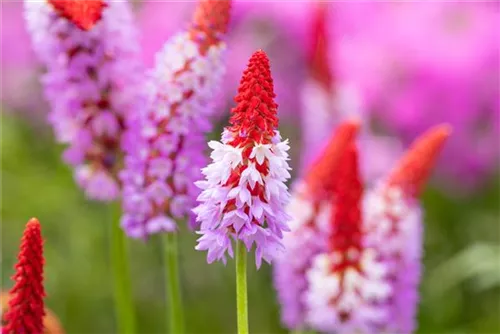 Orchideen-Schlüsselblume - Primula vialii