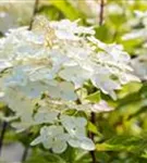 Rispenhortensie 'Unique' - Hydrangea paniculata 'Unique'