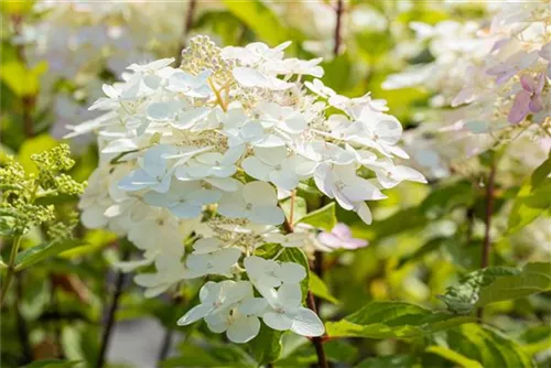 Rispenhortensie 'Unique' - Hydrangea paniculata 'Unique'