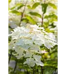 Rispenhortensie 'Unique' - Hydrangea paniculata 'Unique'