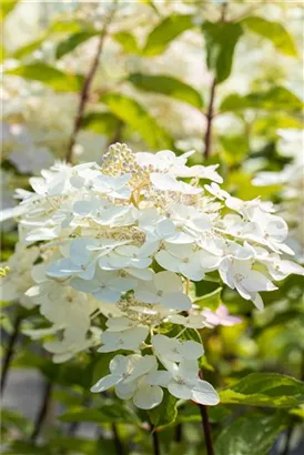 Rispenhortensie 'Unique' - Hydrangea paniculata 'Unique'