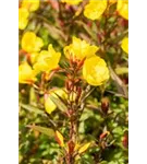 Garten-Nachtkerze - Oenothera pilosella 'Yella Fella'