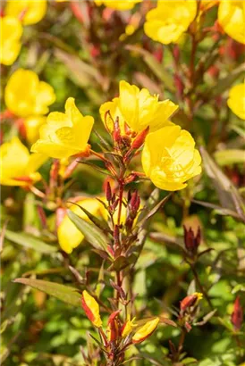 Garten-Nachtkerze - Oenothera pilosella 'Yella Fella'