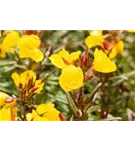 Garten-Nachtkerze - Oenothera pilosella 'Yella Fella'